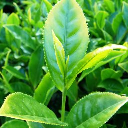 Green Tea Plant With Leaves & Bud