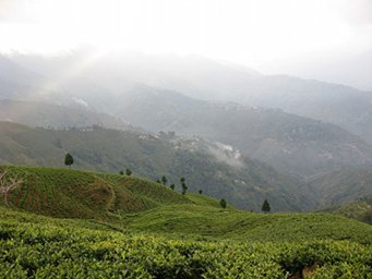Rolling green hillsides of tea with fog and clouds