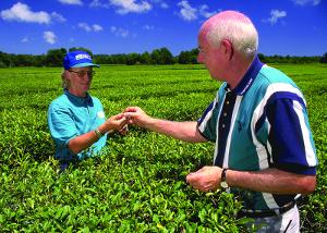 Two white people in a tea field on a sunny day