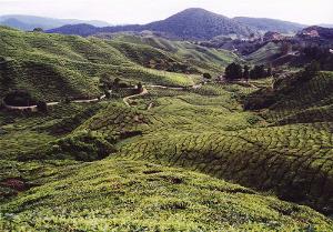 A tea plantation with very curvy hills
