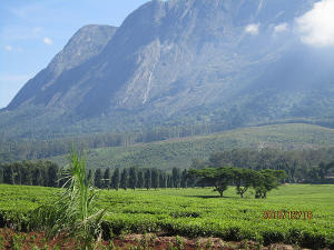 A flat tea plantation with a steep but round-top mountain rising behind it
