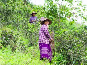 Two people picking tea on a steep slope