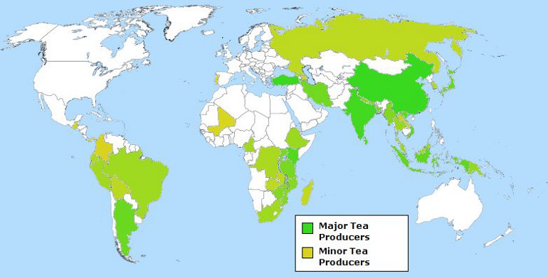production of tea