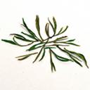 Picture of Anji Bai Cha Green Tea | Pre-Qing Ming