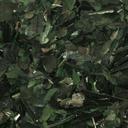 Guayusa Leaf