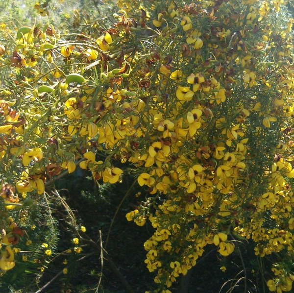 Spindly-looking plant covered in large yellow flowers with reddish-brown centers, a few green bean-like pods about