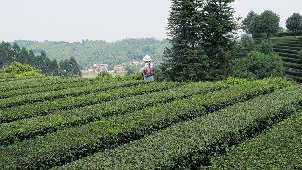 Neat, flat-topped rows of tea bushes, person in background, and scattered trees, a few buildings visible in distance