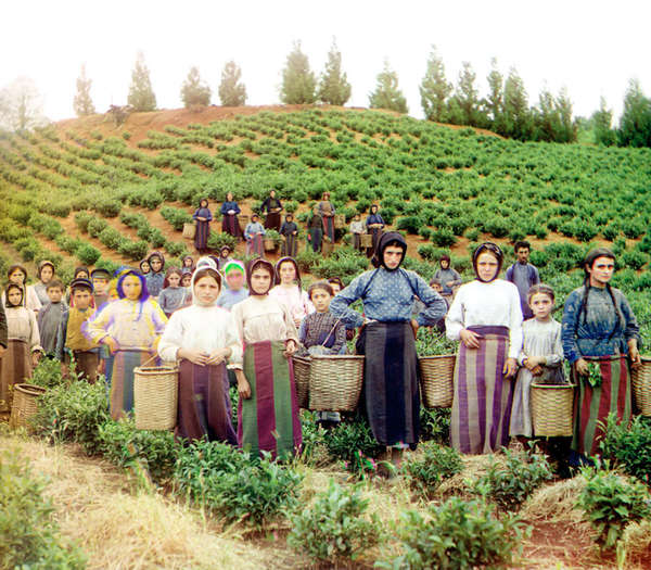 Very old photo of tea pickers in a fiield with baskets and skirts in colorful earth-tone stripes