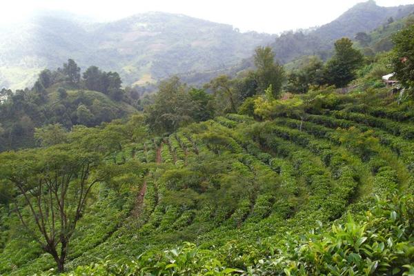 Gently curving plantation with rows of tea plants on hillside, misty hills and lush vegetation in distance