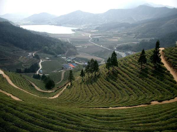 Dramatic downward-facing view of rows of tea on hillside with scattered pyramidal trees, flat valley below with a lake and mountains in the distance