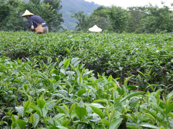 Low-down view of tea plantation, texture of plants visible in foreground, two people with pyramid-shaped hats in the field in background