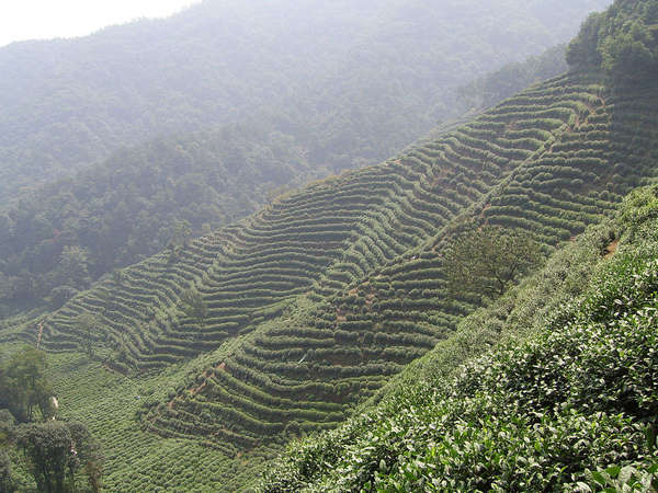 Rows of bushes planted along a steep, misty hillside, forested hills in the background