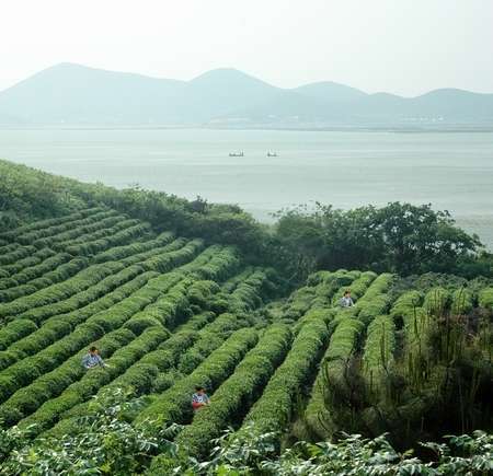 Rows of tea in a plantation next to a lake, mountains in the distance, tiny-looking people in the rows of tea
