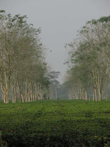 Dark-green tea plantation in a low, flat area, lined by a row of trees with gray trunks and sparse foliage, against a hazy sky
