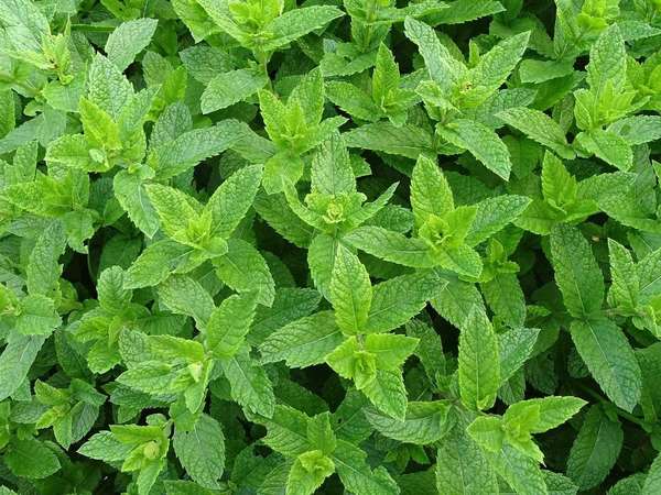 Dense growth of spearmint plants, with opposite leaves, pointy and serrated