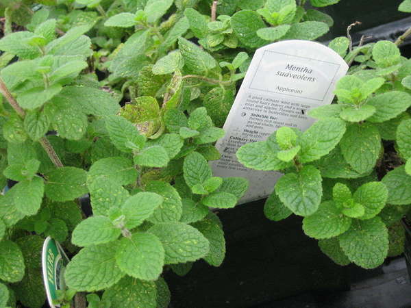Mint plant with large, fuzzy, rounded leaves, with sign reading Mentha suavolescens