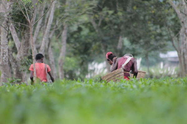Tea pickers with  big baskets, in field of tea with lush tree trunks and foliage in background, blurred green foreground