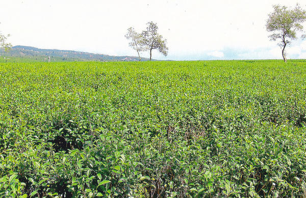Vast, uniform expanse of tea plants in a field, two sparse trees in background, low hills behind on the left
