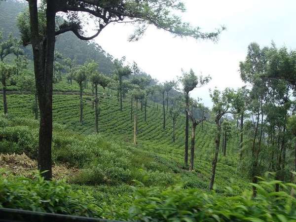 Rows of tea plants on a slope, with numerous trees with straight trunks and tiny tufts of leaves at the top