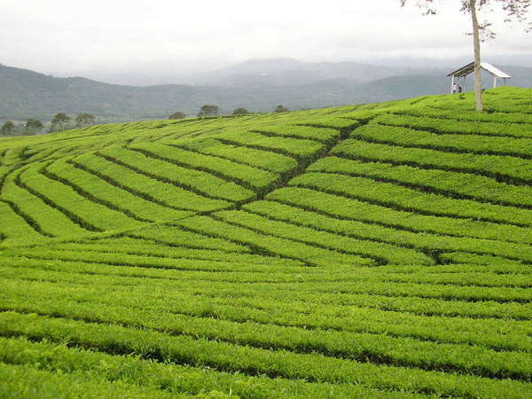 Neat rows of tea on a gently sloping hillside, with misty mountains in the background