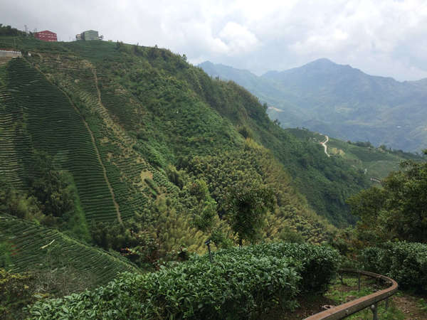 Rows of tea growing on extremely steep slopes, mountains in background under a cloudy sky