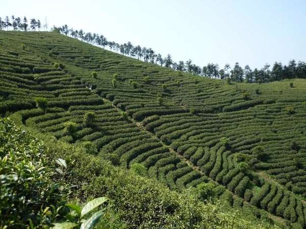 Dense, round-topped rows of tea on a hillside, with occasional bushy trees scattered throughout, sparse--looking trees lining the top of the hillside in the distance
