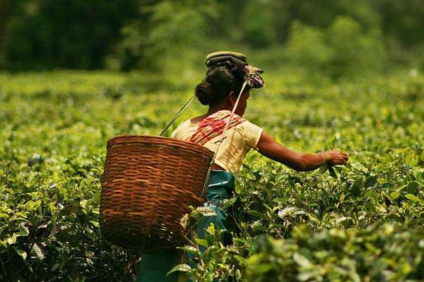 Woman leaning away from the camera to pick tea, large basket on her back