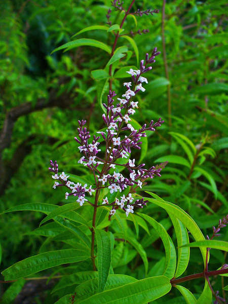 Plant with bright white-lavender blossoms on purple stalk, with long, narrow, opposite spearlike leaves, in lush, green setting