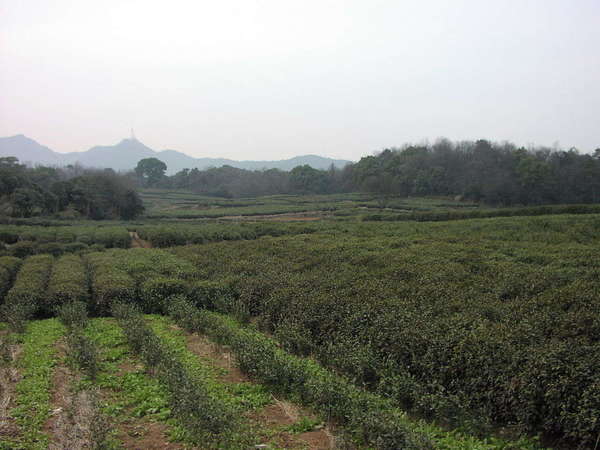 Field of tea on a hazy day, with newly planted rows of young plants in the foreground