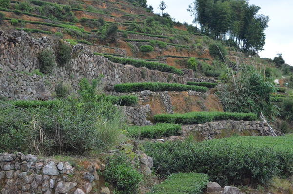 Neat, flat-topped rows of tea plants in terraces with stone walls on a hillside