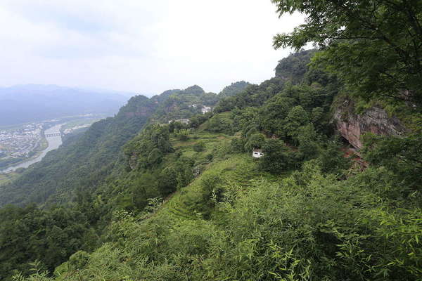 View looking down a mountain with a river in distance, steep hillside covered in foliage with a few terraced tea gardens