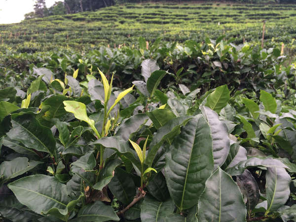 Closeup of very large-leafed tea plants in foreground, rows of tea in background