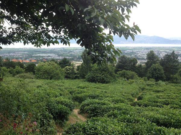 Gently sloping field with rounded tea bushes, with flat, populated valley in distance, mountains behind