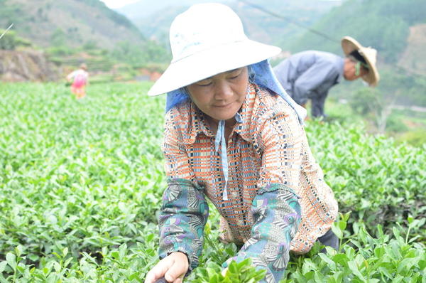 Woman picking tea in a bright green field of tea, hilly landscape in the background