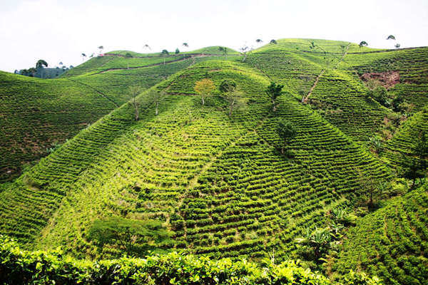Very tall hills completely covered  with rows of tea plantations, only a few scattered trees about