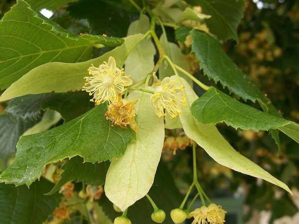 Linden leaves and flowers, showing small, yellow flowers and much larger leaves, long, oval-shaped, pale-yellow leaf-like bracts at base of each flower