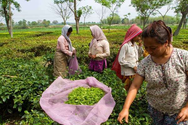 Four women in a field of tea, plucking leaves and buds and collecting them in large bags
