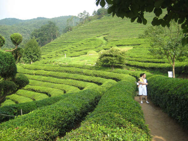 Bright yellow-green rows of tea plants gently curve along a hillside, a woman standing in the path holds a child, scattered trees around