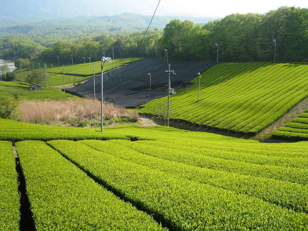 Bright yellow-green tea plantation in neat rows on gentle hillsides, with similarly-colored forested landscape in distance