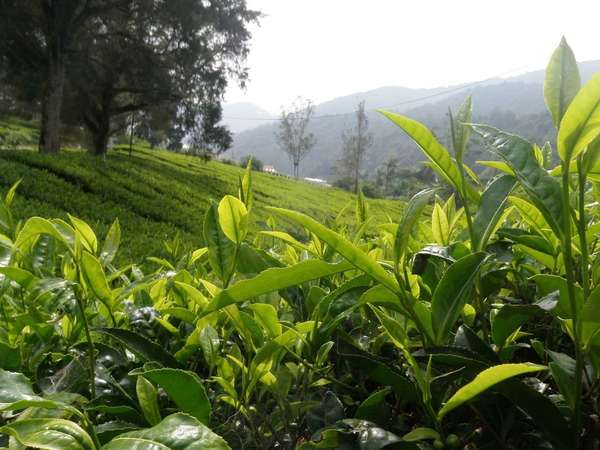Tea plantation on a lush, green hillside with closeup of tea shoots in foreground, misty mountains in background