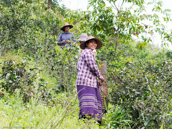 Two tea pickers, one wearing a bright purple outfit and smiling, wearing wide-brimmed hats, in an overgrown tea plantation on a hillside