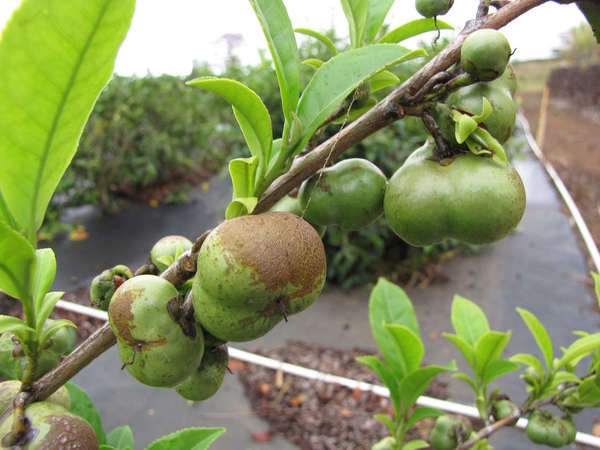 Fruit of tea plants, on the bush, looking like small, green, irregularly-shaped apples