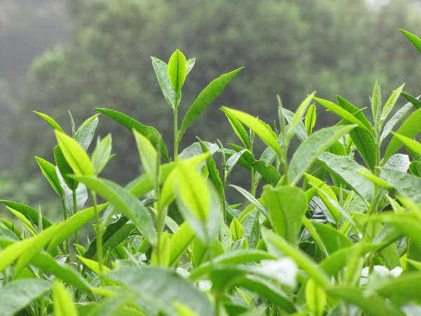 Growing tea shoots, showing new leaves and buds, with blurry forested background