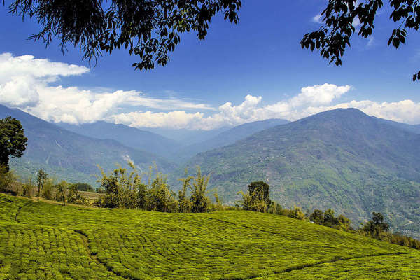 Removed view of tea estates with tiny rows of tea against massive mountains in background, under a vibrant blue sky