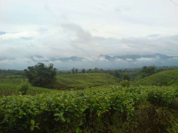 Tea plantations on gently rolling hills under a cloudy sky with low mountains in the background