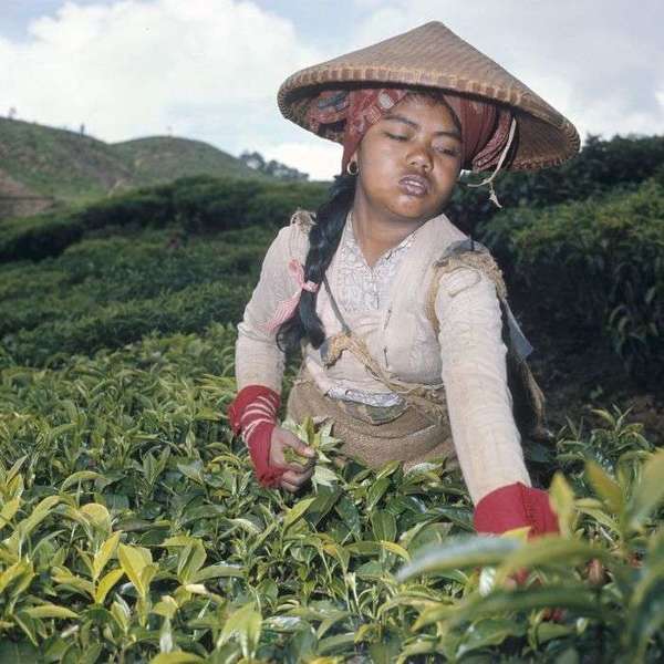 Woman with pointed hat plucking tea in a hilly tea plantation