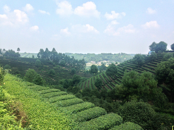 Neat rows of tea plants and scattered trees on picturesque hillside
