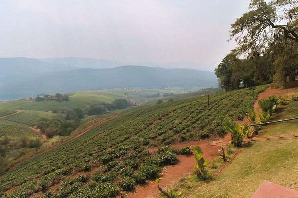 Newly planted tea plants in rows on a hillside with orange-brown soil, hills in distance under a hazy sky