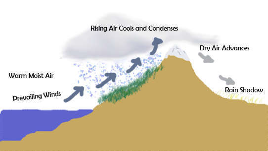Diagram showing warm moist air pushed by prevailing winds up a mountain, rising air cools and condenses, creating rainy area with lush vegetation, dry air advances, causing rain shadow and desert