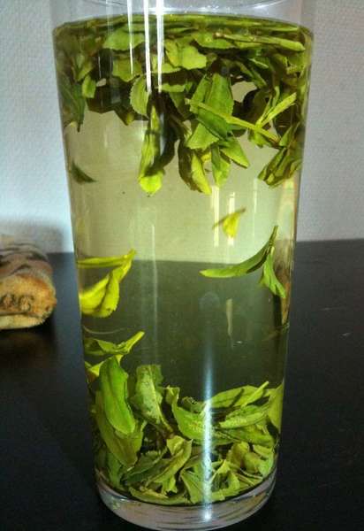 Tall glass filled with whole green tea leaves, pale yellow tea brewing, leaves clustering at top and bottom of water in glass